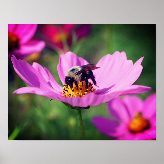 Poster Abelha-Bumble No Cosmos Rosa Flower Feche-Se (Frente)