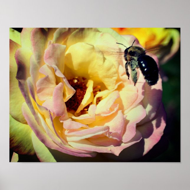 Poster Abelha Bumble Voando Em Rosa Rosa Fechar (Frente)