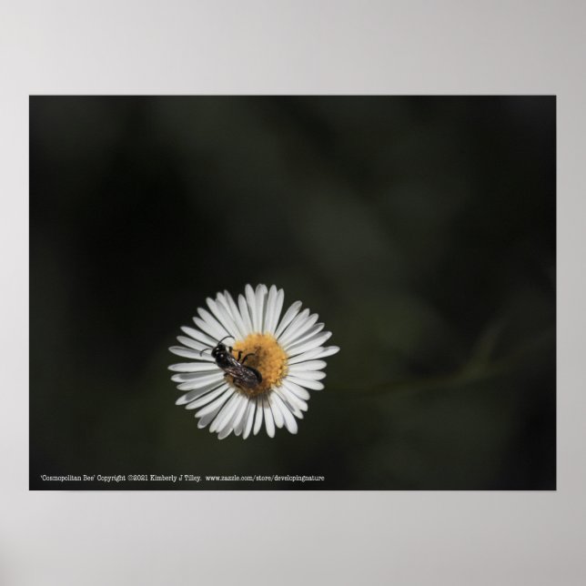 Poster Abelha Cosmopolita (Frente)