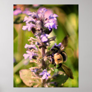 Poster Abelha De Bumble Na Flor Roxa Feche-Se