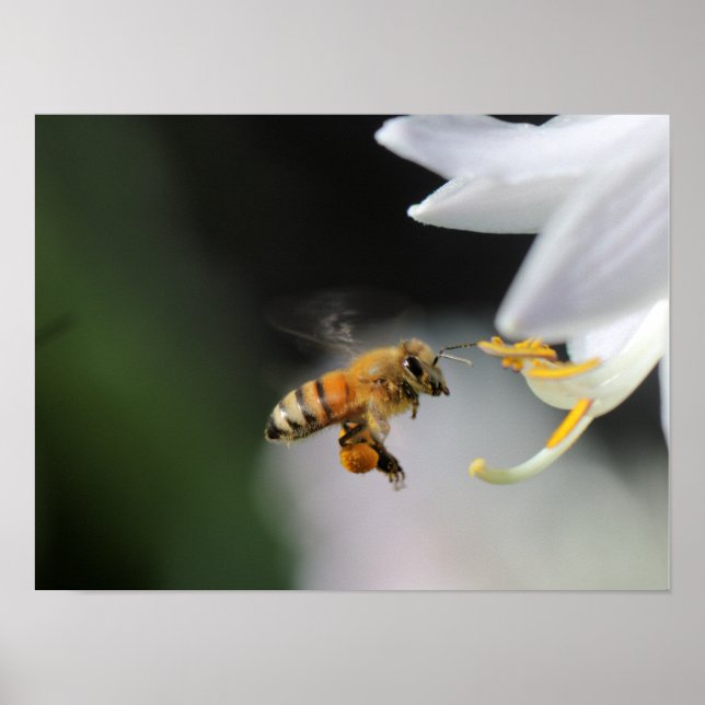 Poster Abelha de mel (Frente)