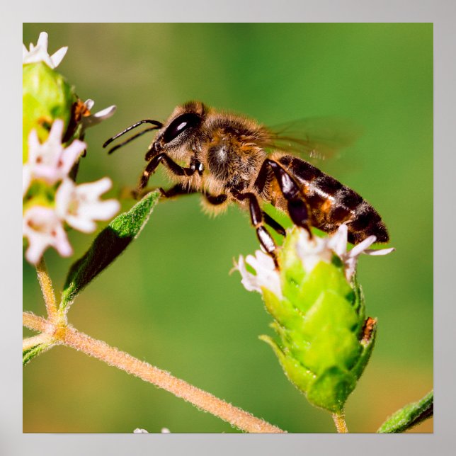 Poster Abelha de mel em ação (Frente)