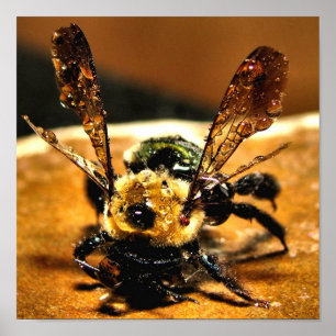 Pôster Abelha do ouro