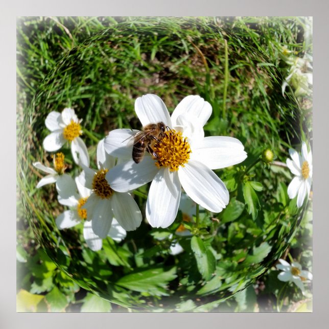 Poster abelha em flor branca (Frente)