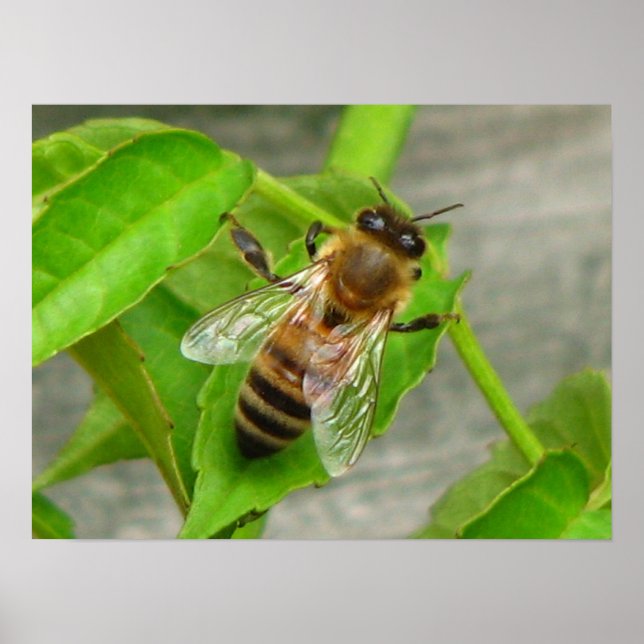 Pôster Abelha Mel (Frente)