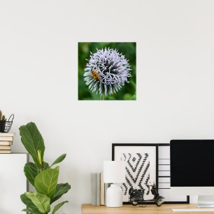 Poster Abelha Melífera em Flor de Cardo Globo