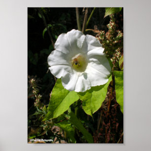 Poster Abelha Melífera em Ipomoea Selvagem