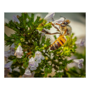 Pôster Abelha Melífera Ocupada Polinizando Flores – Foto