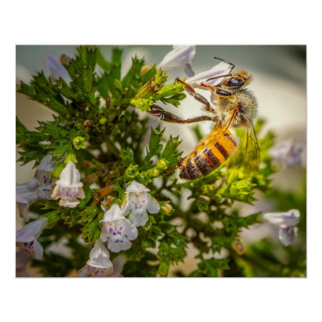 Pôster Abelha Melífera Ocupada Polinizando Flores – Foto  (Frente)