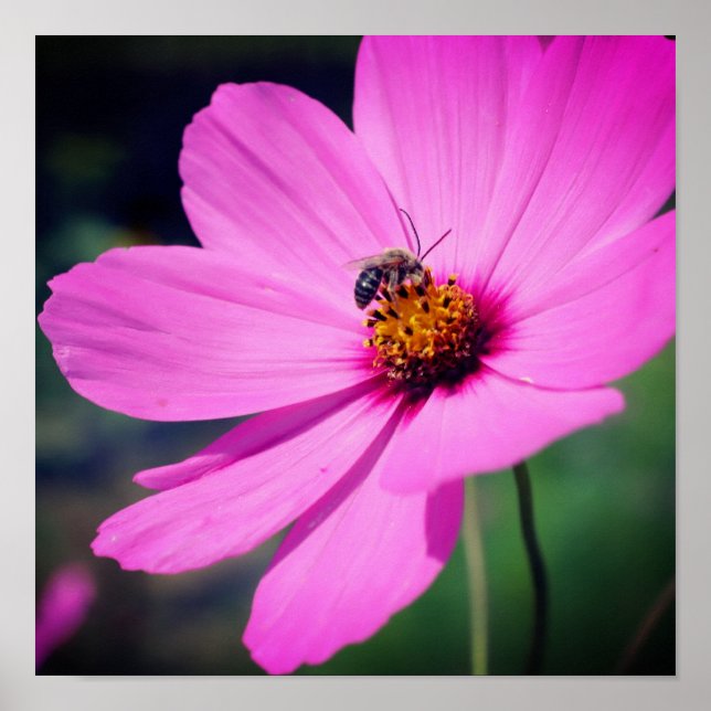 Poster Abelha Melífera Sobre Flor De Cosmos Rosa Close Up (Frente)