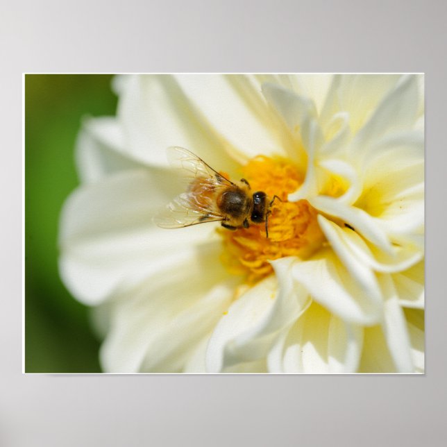 Poster Abelha na Flor (Frente)