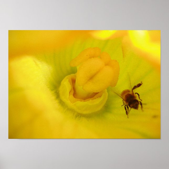 Poster Abelha na Flor Amarelo da aboborinha (Frente)