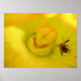 Poster Abelha na Flor de Abobrinha Amarela Pequena