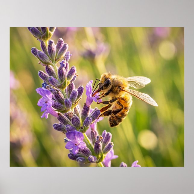 Poster Abelha na Lavanda (Frente)