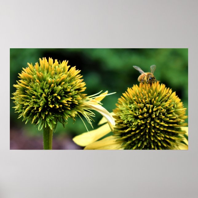 Poster Abelha no Coneflower (Frente)