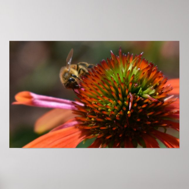 Poster Abelha no Coneflower (Frente)
