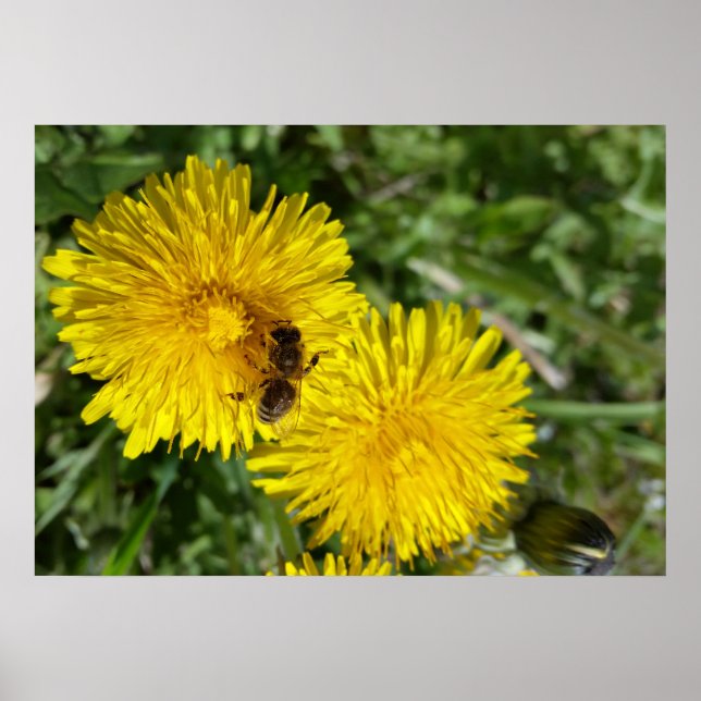 Pôster abelha no trabalho (Frente)