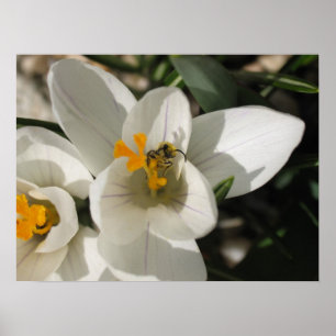 Pôster Abelha ocupada