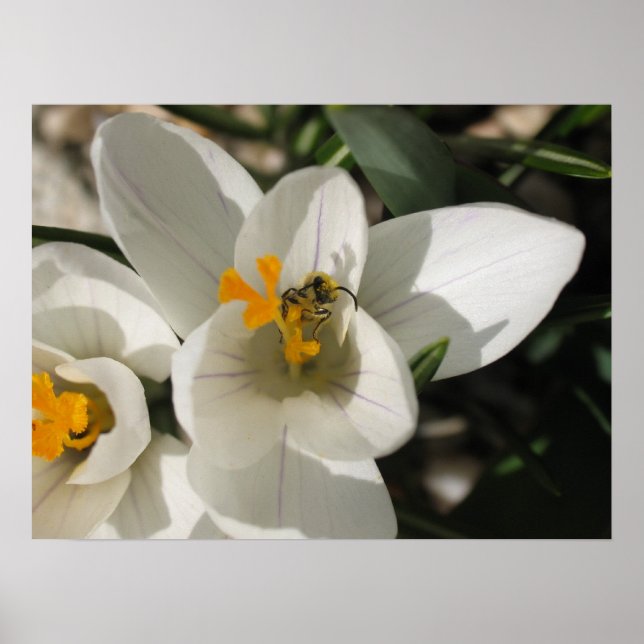 Pôster Abelha ocupada (Frente)