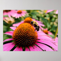 Abelha Ocupada em uma Coneflower Roxa