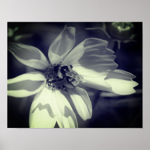 Poster Abelha Sobre Cosmos Flor Preto E Branco