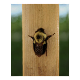 Pôster Abelha-zilla