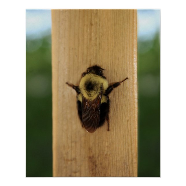 Pôster Abelha-zilla (Frente)