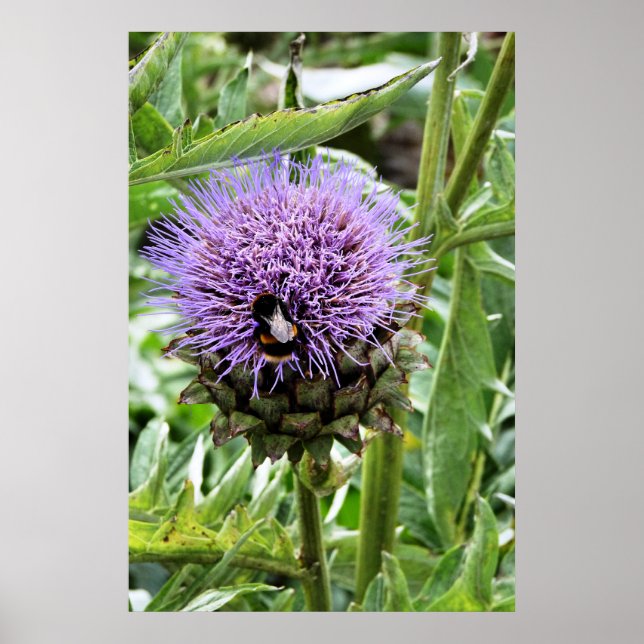 PÔSTER ABELHAS (Frente)