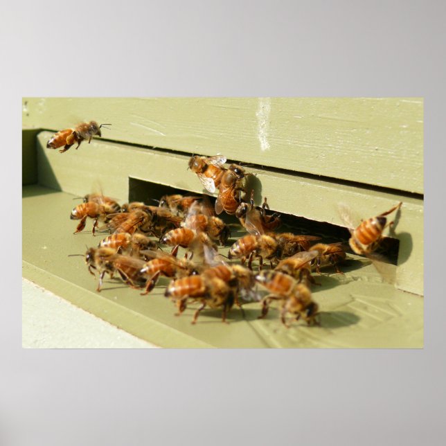 Poster Abelhas (Frente)