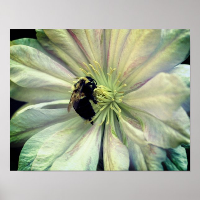 Poster Abelhas De Bumble Na Flor White Clematis (Frente)