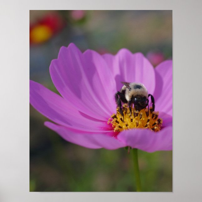 Poster Abelhas De Bumble Na Natureza Da Flor Do Cosmos (Frente)