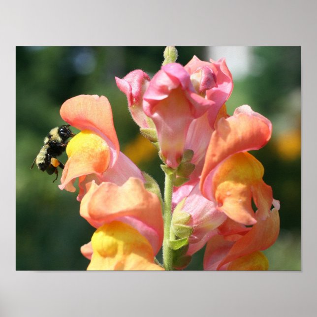 Poster Abelhas De Bumble Na Natureza Da Flor Do Snapdrago (Frente)
