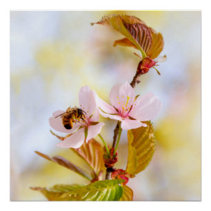 Pôster Abelhas Em Uma Flor De Cereja
