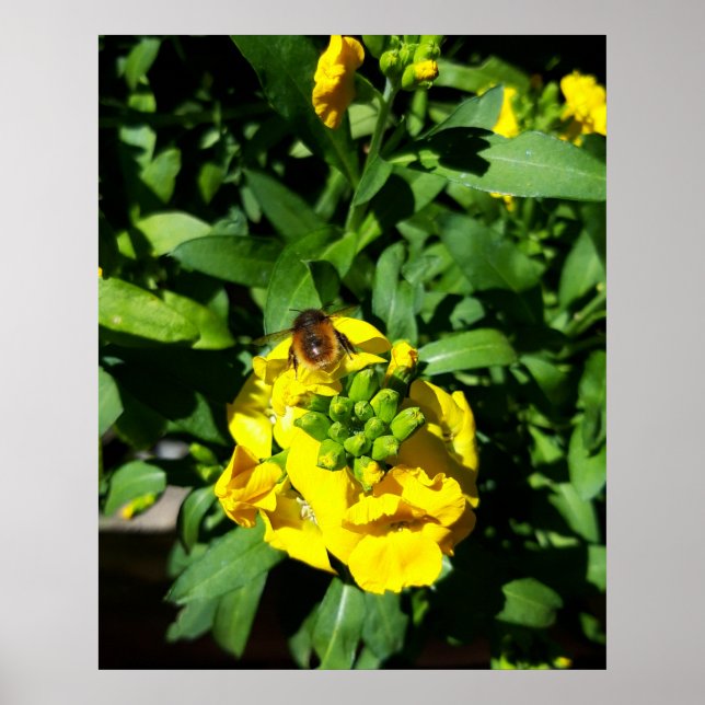 Poster Abelhas nas Flores Amarelas (Frente)