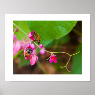 Poster Abelhas Sobre Flores De Vinha De Coral Brilhante F