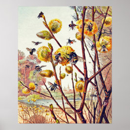 Poster Abelhas Vintage Insetam Primavera Willow Blossom P