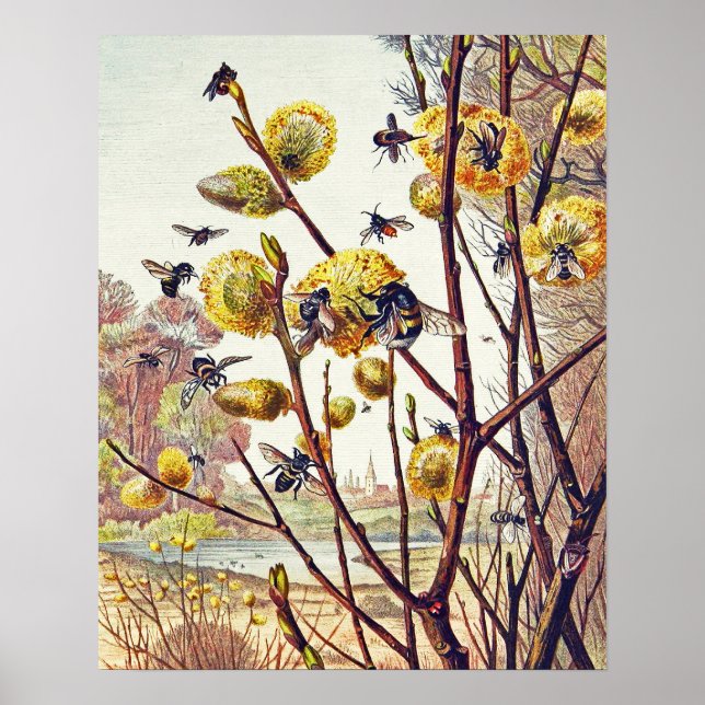 Poster Abelhas Vintage Insetam Primavera Willow Blossom P (Frente)