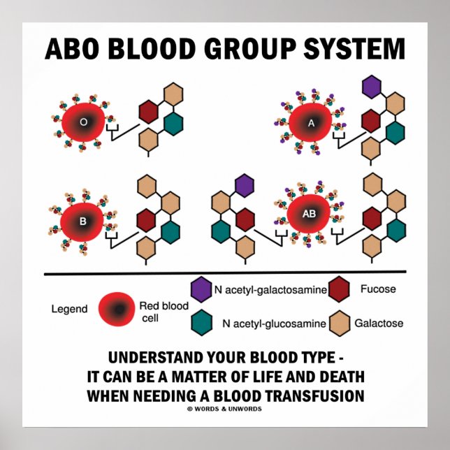 Poster ABO Blood Group System Entender Tipo de Sangue (Frente)