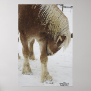 Poster Abóbora na neve