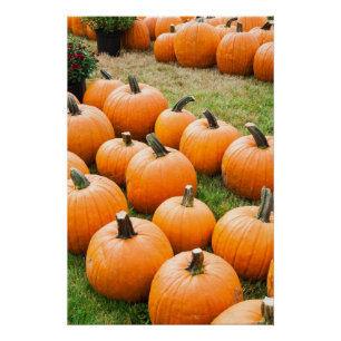 Pôster Abóboras para a venda no mercado de um fazendeiro