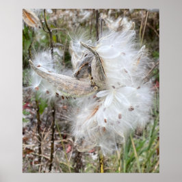 Poster Abra Milkweed Pods | Sementes de Seda |