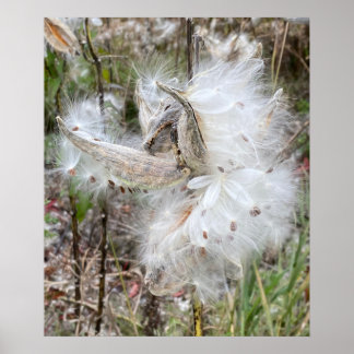 Poster Abra Milkweed Pods | Sementes de Seda |