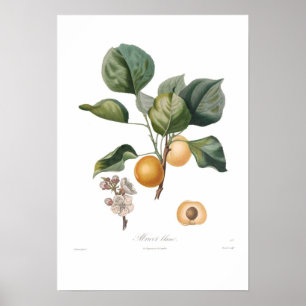 Poster Abricó, abricó branco