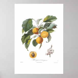 Poster Abricó-Albergia de Montgamet