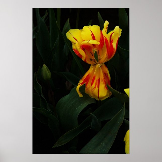 Poster Abrir amplo (Frente)