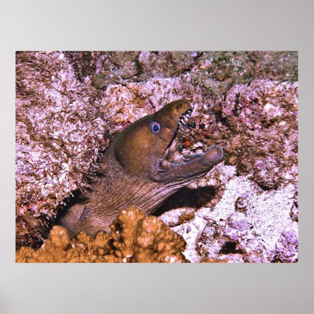 Poster Abrir amplo (Frente)