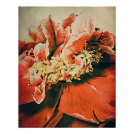 Pôster Abstrakte Pfingstrose