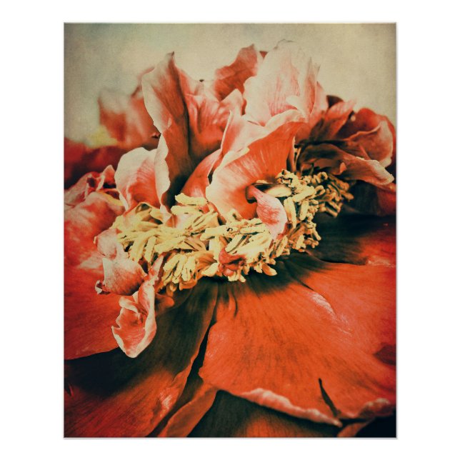 Pôster Abstrakte Pfingstrose (Frente)