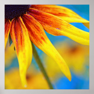 Poster Abstrato amarelo do macro da flor do Rudbeckia