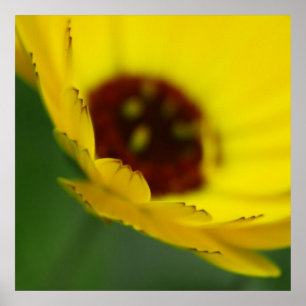 Poster Abstrato amarelo do macro das pétalas da flor de